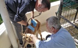 Yaralı yavru dağ keçisi tedavi altına alındı